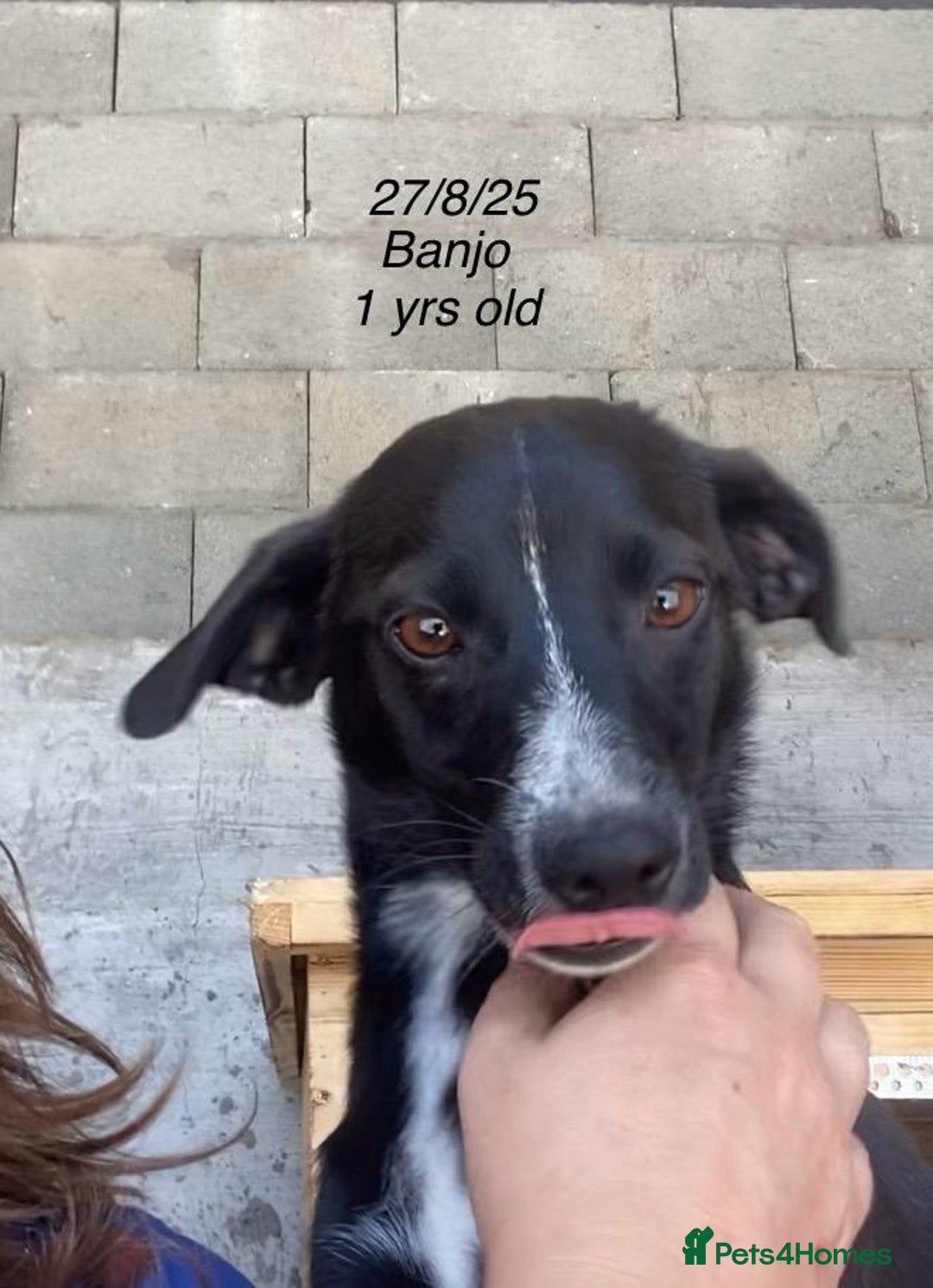 Mixed Breed dogs for adoption: Banjo, 1 yr approx. Available for adoption. - Image 2