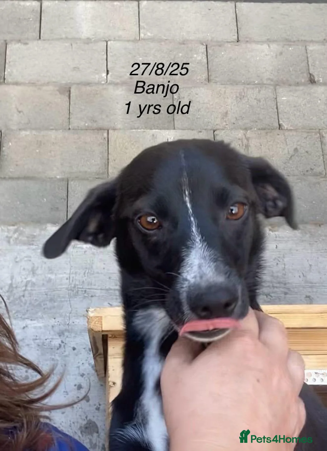 Mixed Breed dogs for adoption: Banjo, 1 yr approx. Available for adoption. - Advert 4