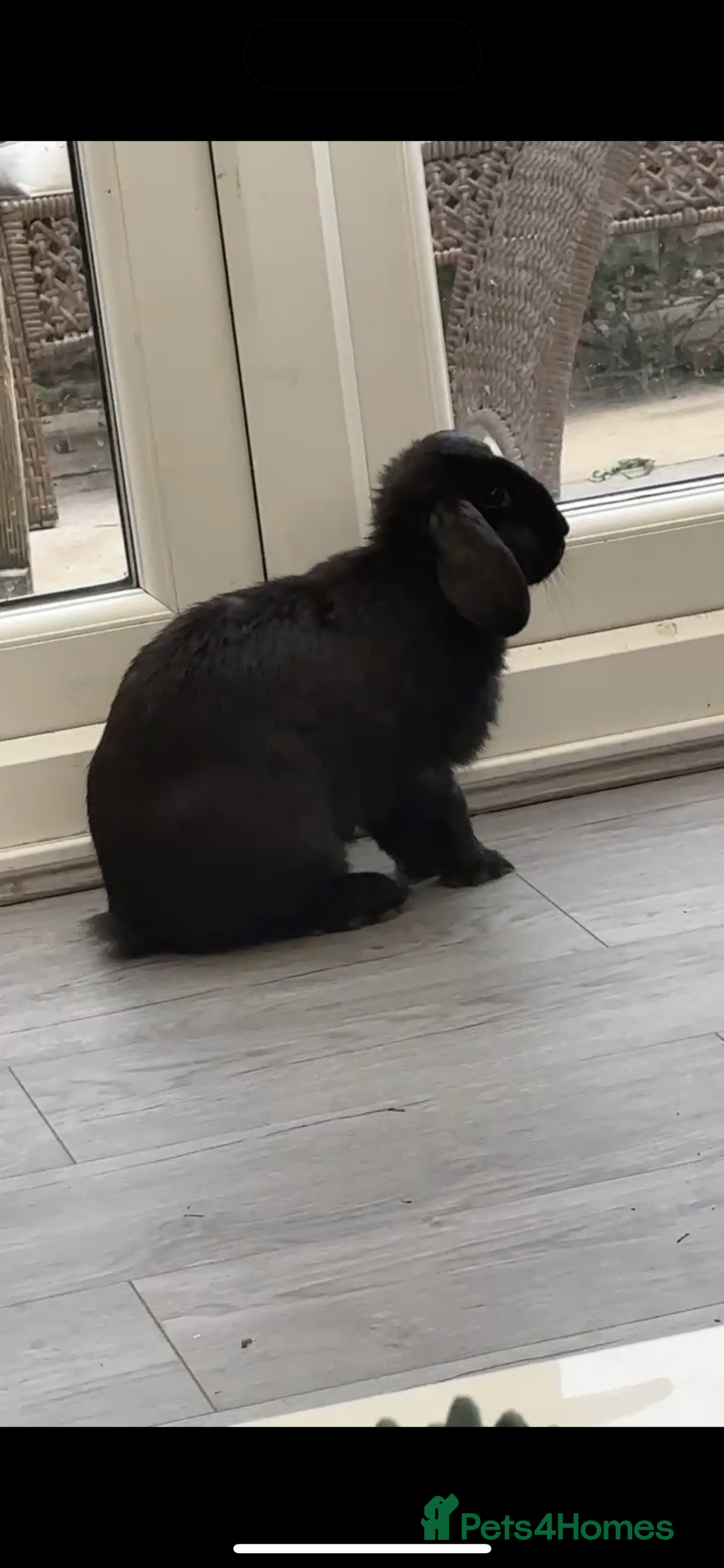 Mini Lop rabbits for sale: Gorgeous rabbit for rehoming  - Image 3
