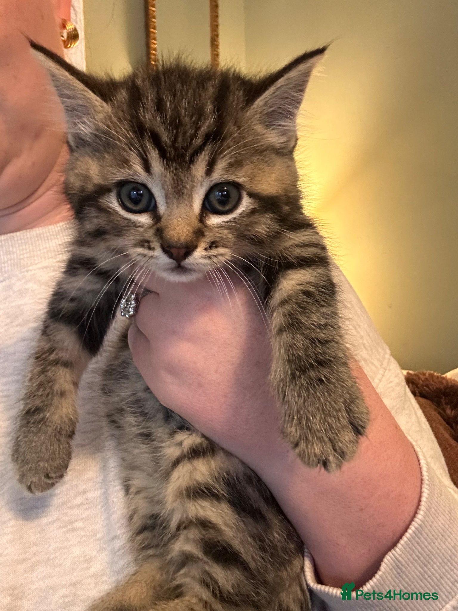 Mixed Breed cats Beautiful male tabby kitten  - Advert 5