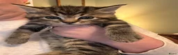 Mixed Breed cats for sale: Beautiful male tabby kitten  - Advert 1