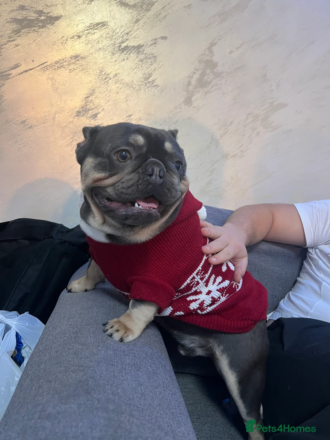 French Bulldog dogs for stud: Pablo KC - Advert 4