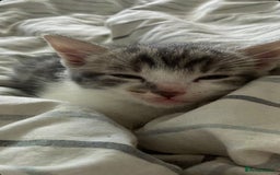 Mixed Breed cats for sale: One beautiful boy - Image 1