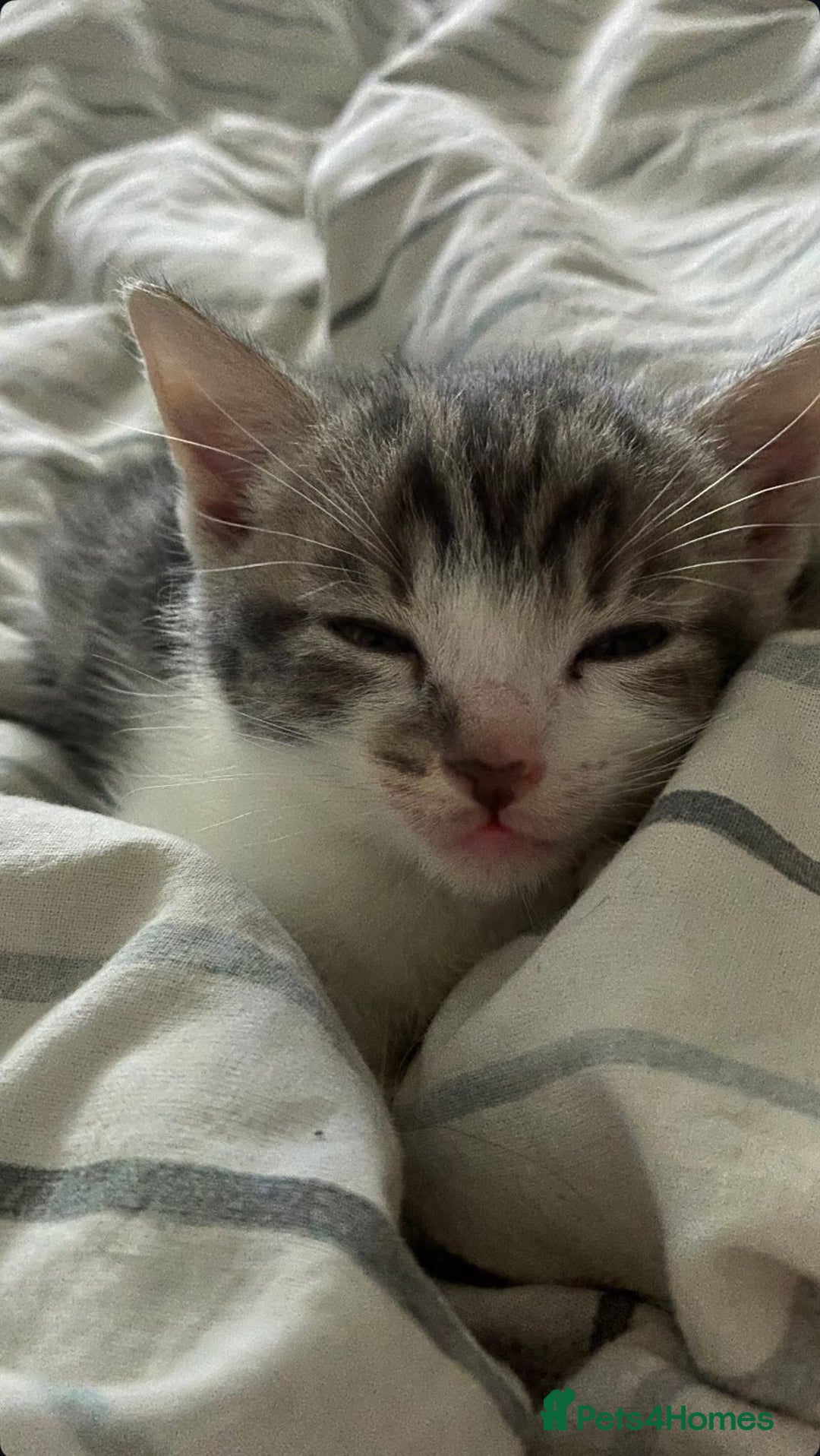 Mixed Breed cats for sale: One beautiful boy - Image 1