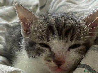 Mixed Breed cats - Advert 30