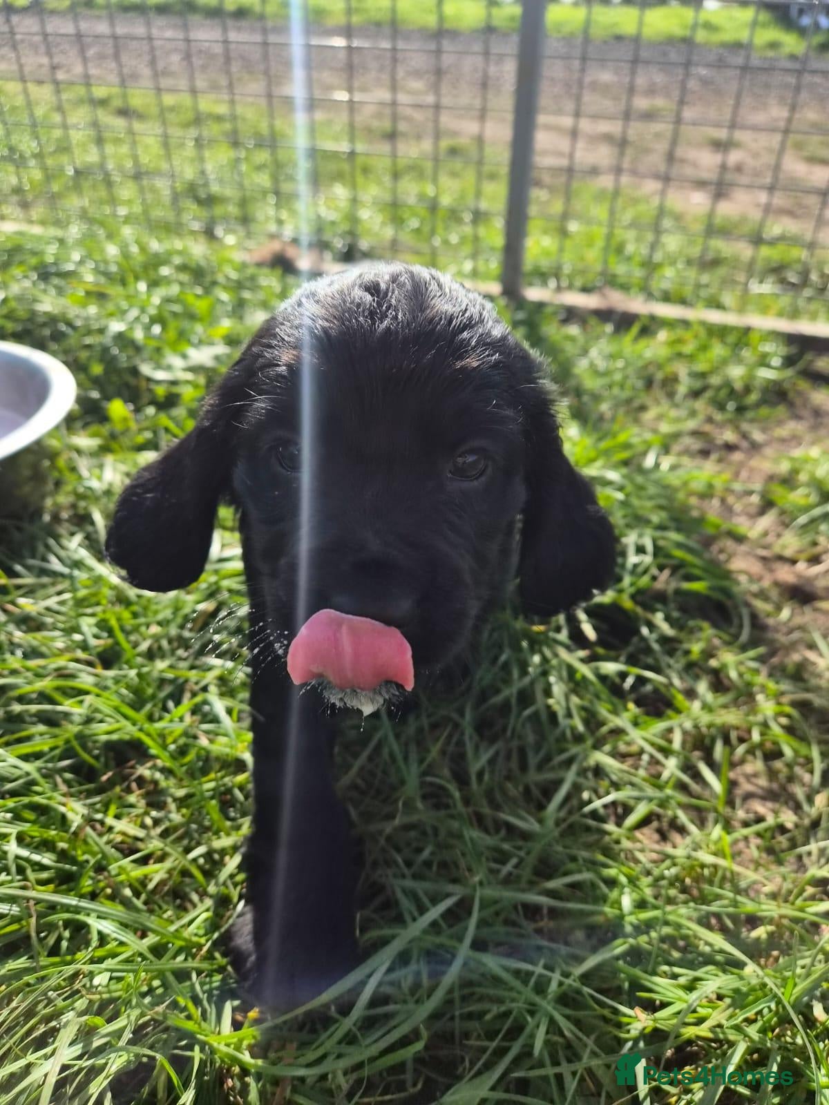 Cocker Spaniel dogs Cocker spaniel - Advert 17