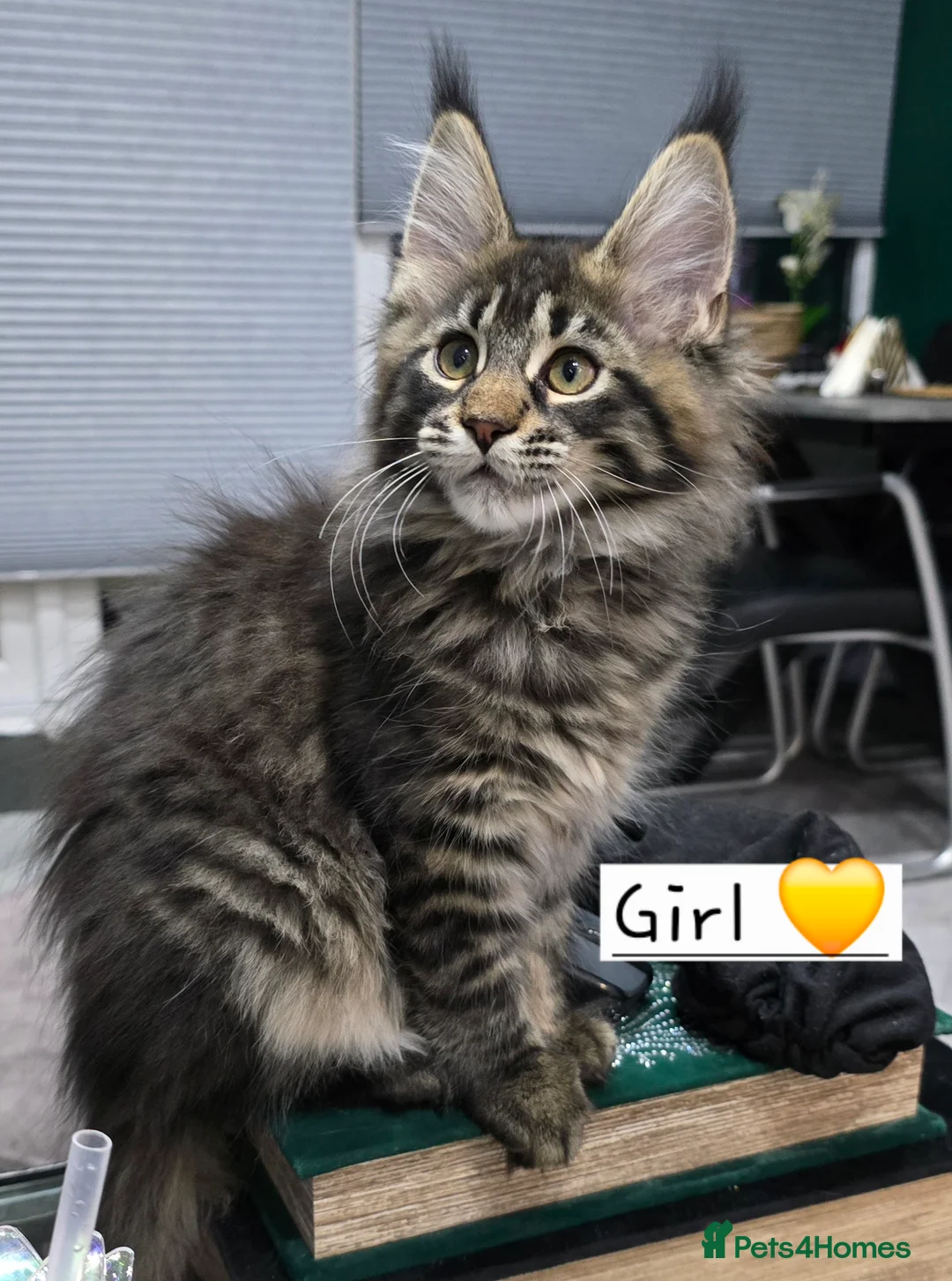 Maine Coon cats for sale: Pedigree TICA Maine Coon kittens READY  - Advert 13