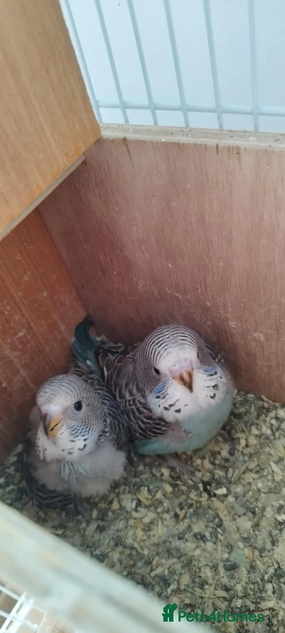 Budgerigars birds for sale: Budgies family of 4  - Advert 4