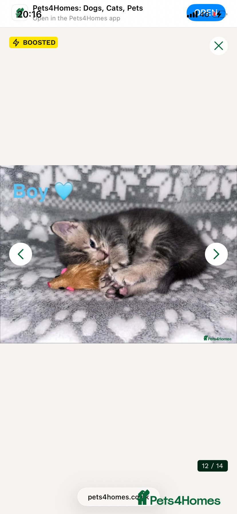 Mixed Breed cats Reasonable offers welcome ready to collect!! 💙 - Advert 1