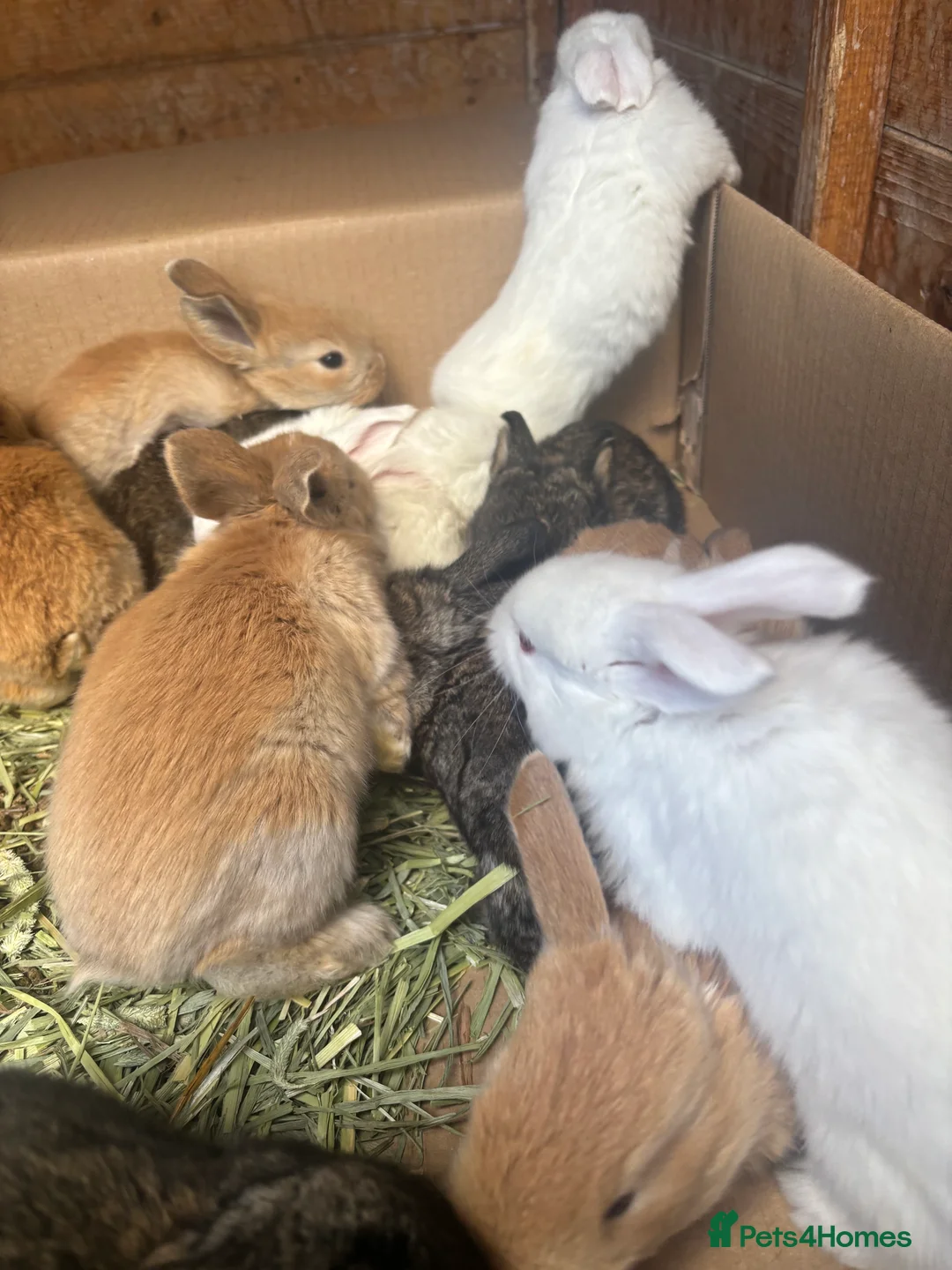 Flemish rabbits for sale: Adorable rabbits  in Stanford-le-Hope - Advert 6