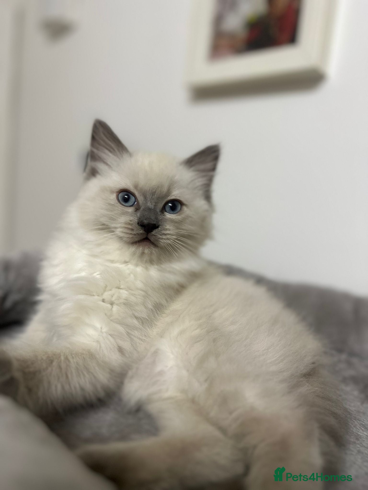 Ragdoll cats Ragdoll male - Advert 1