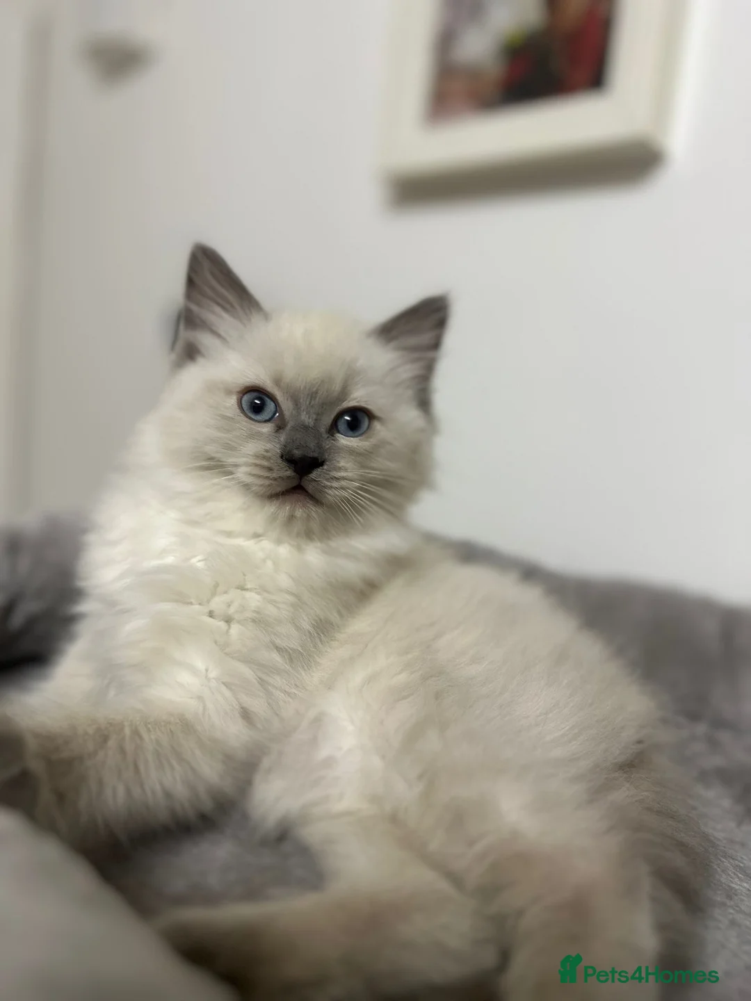 Ragdoll cats for sale: Ragdoll male - Advert 1