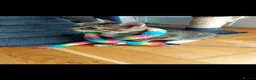 Mixed Breed cats for sale: 3 cute kittens for loving home - Advert 19