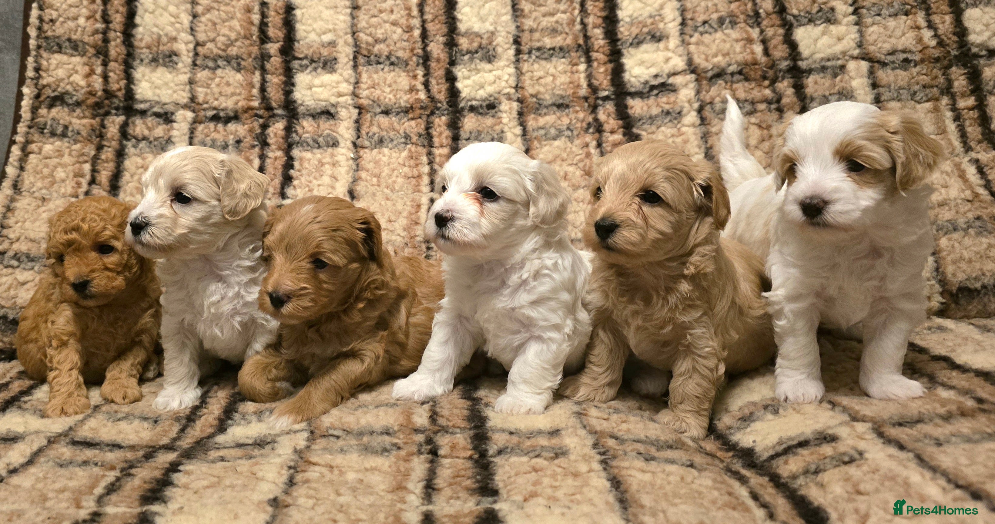 Maltipoo dogs Maltipoo Puppies with Confirmed Parentage - Advert 2