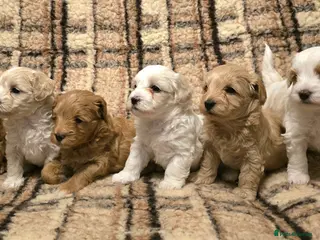 Maltipoo dogs Maltipoo Puppies with Confirmed Parentage - Advert 2