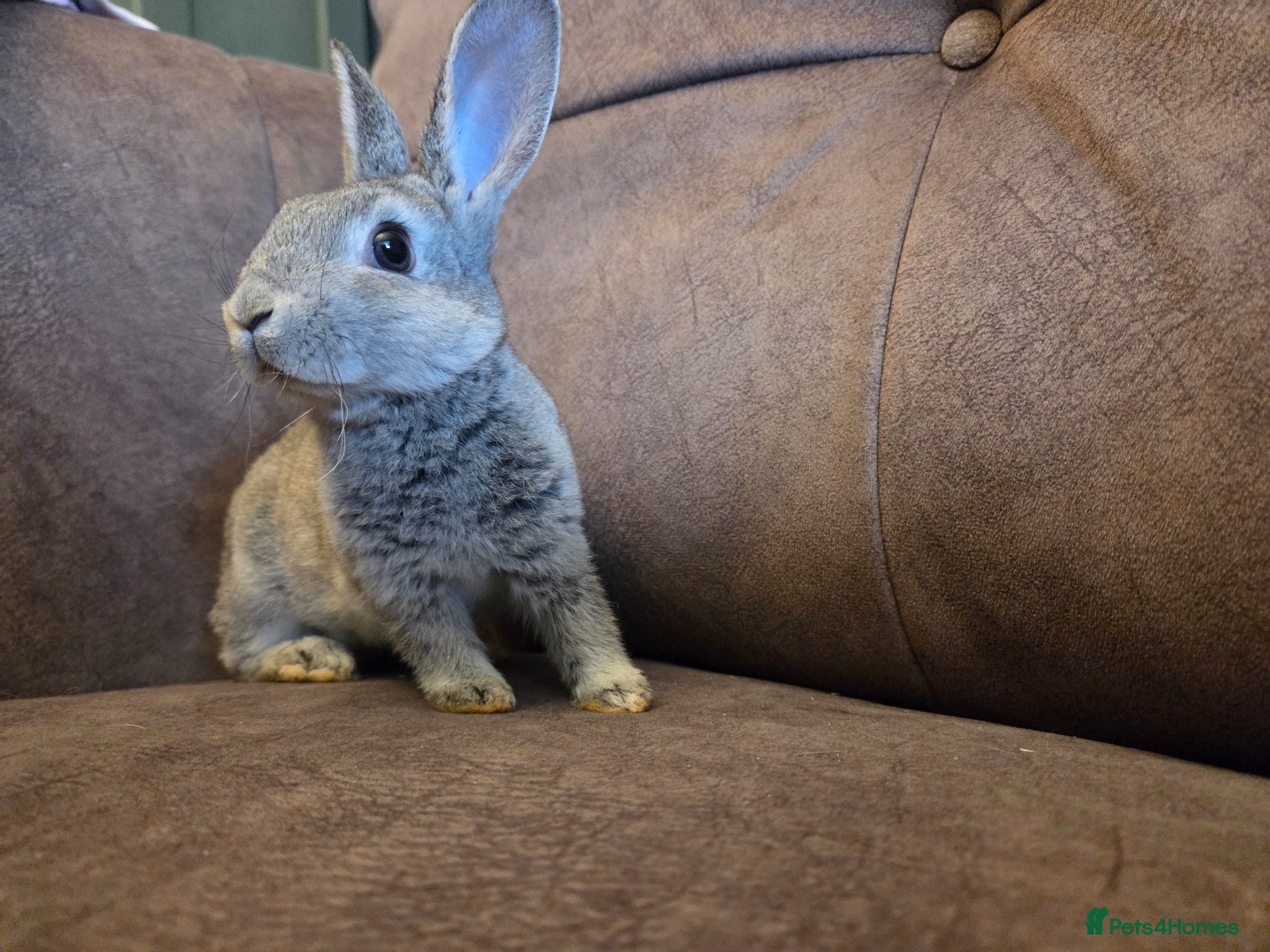 Rex rabbits Last stunning chinchilla mini rex rabbit - Advert 1