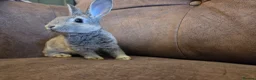 Rex rabbits for sale: Last stunning chinchilla mini rex rabbit - Advert 1