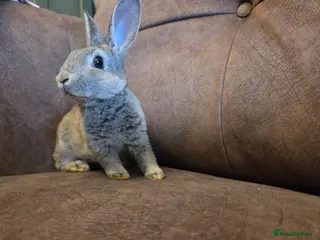 Rex rabbits Last stunning chinchilla mini rex rabbit - Advert 1