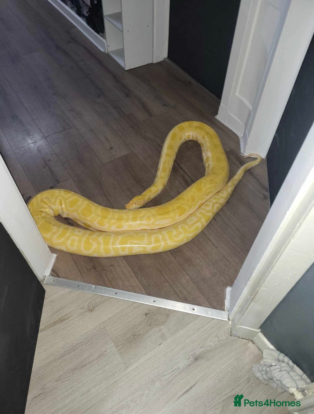 Snake reptiles for sale: Albino Burmese python  - Image 2