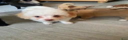 Mixed Breed dogs for sale: Pomapoo x Chihuahua puppies ready to go  - Advert 17