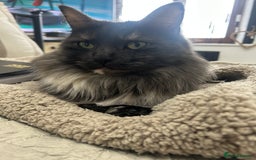 Maine Coon cats for sale: 🐾 Proven TICA  Maine Coon Queen – Black Smoke 🐾 - Image 25
