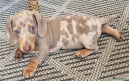 Dachshund dogs for sale: Beautiful kc isabella dapple dachshunds - Image 24