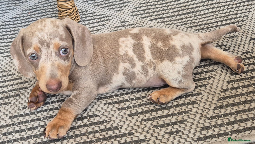 Dachshund dogs for sale: Beautiful kc isabella dapple dachshunds - Image 24