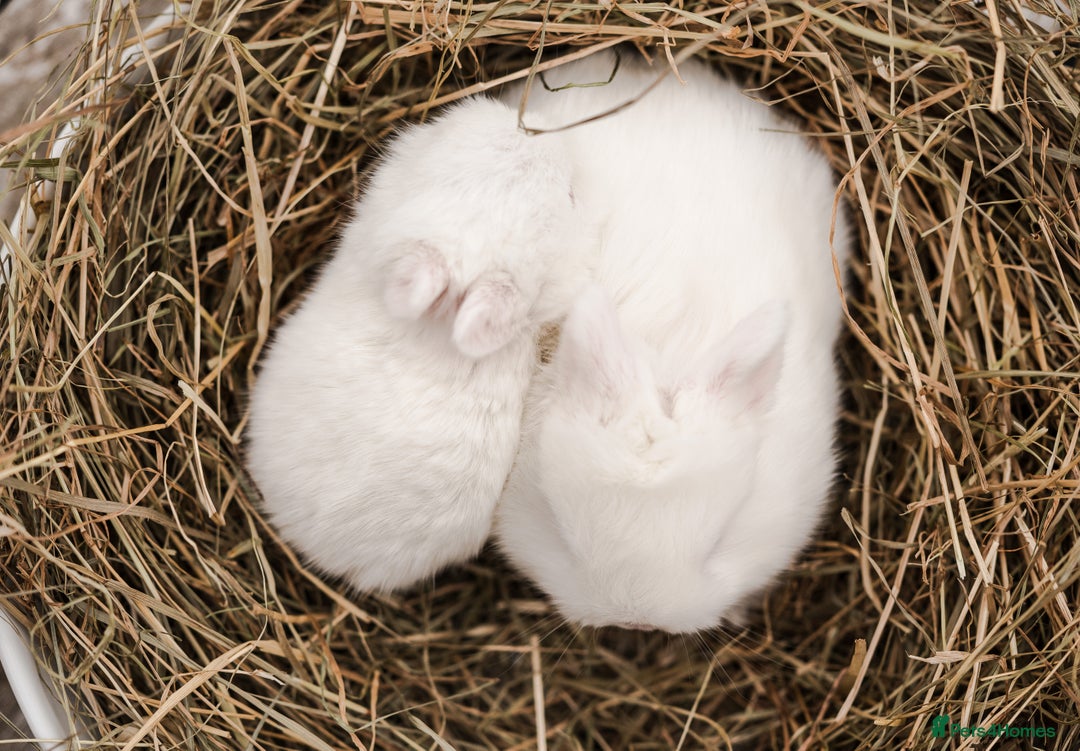 Netherland Dwarf rabbits for sale: Netherland Dwarf REW WHITE & Chinchilla GREY - Image 3