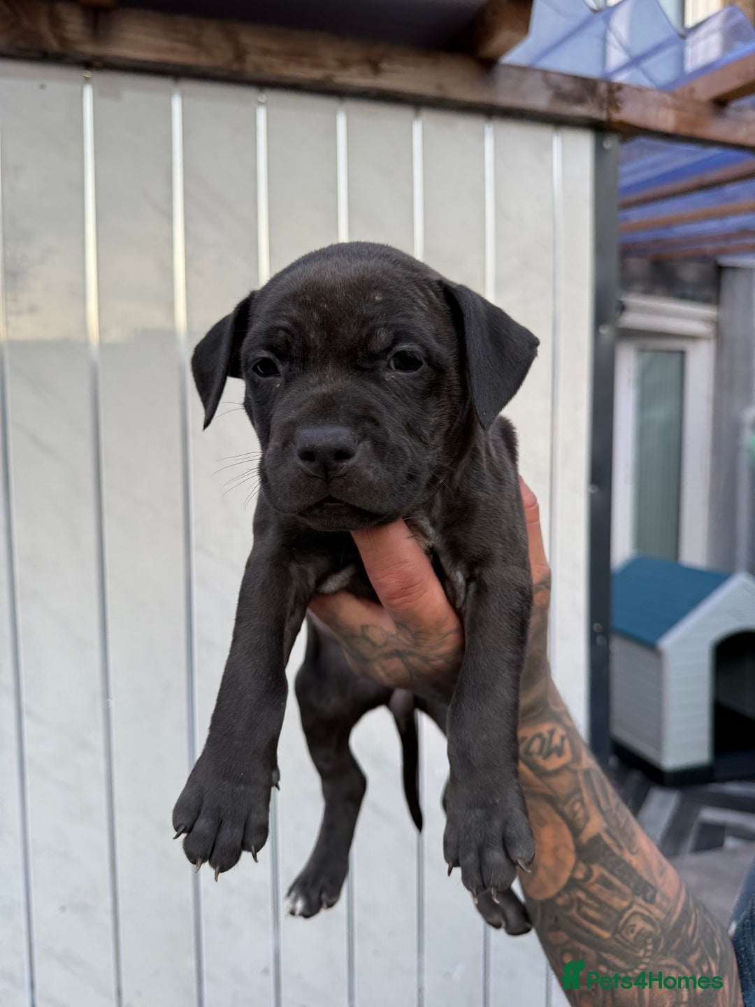 American Bull Staffy dogs for sale: Adorable American Staffordshire Terrier Puppies - Image 8
