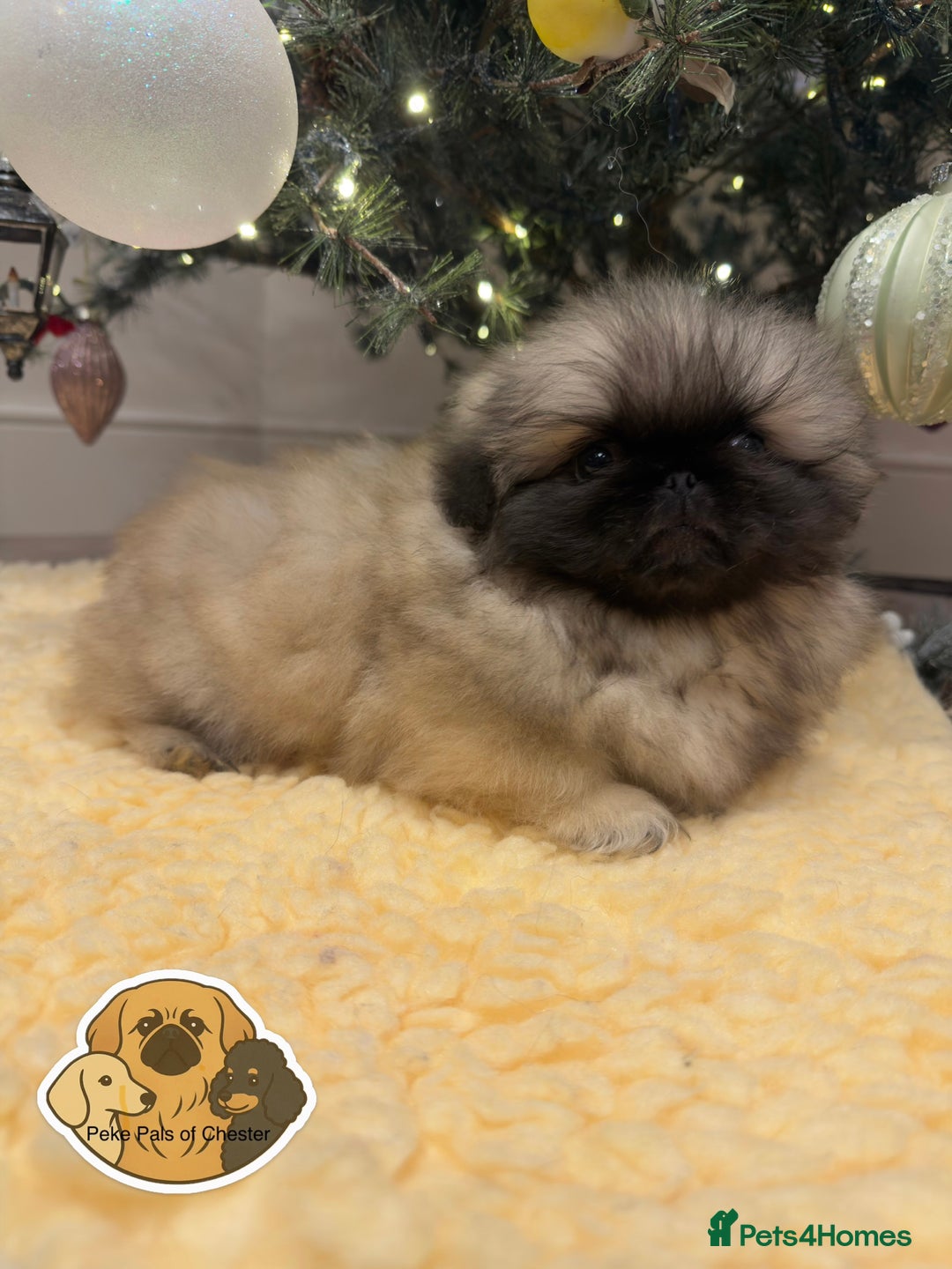 Pekingese dogs for sale: 👑True KC Peke Pups👑 - Advert 10