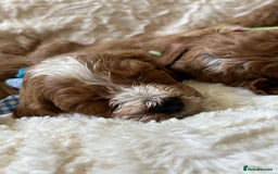 Cockapoo dogs for sale: Cockapoo puppies - Image 5