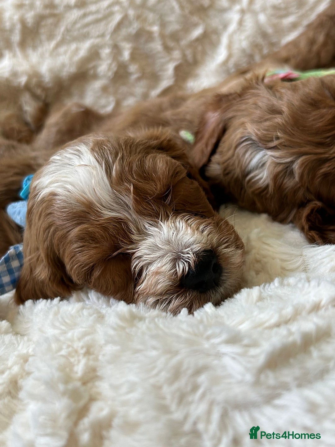 Cockapoo dogs for sale: Cockapoo puppies - Image 5