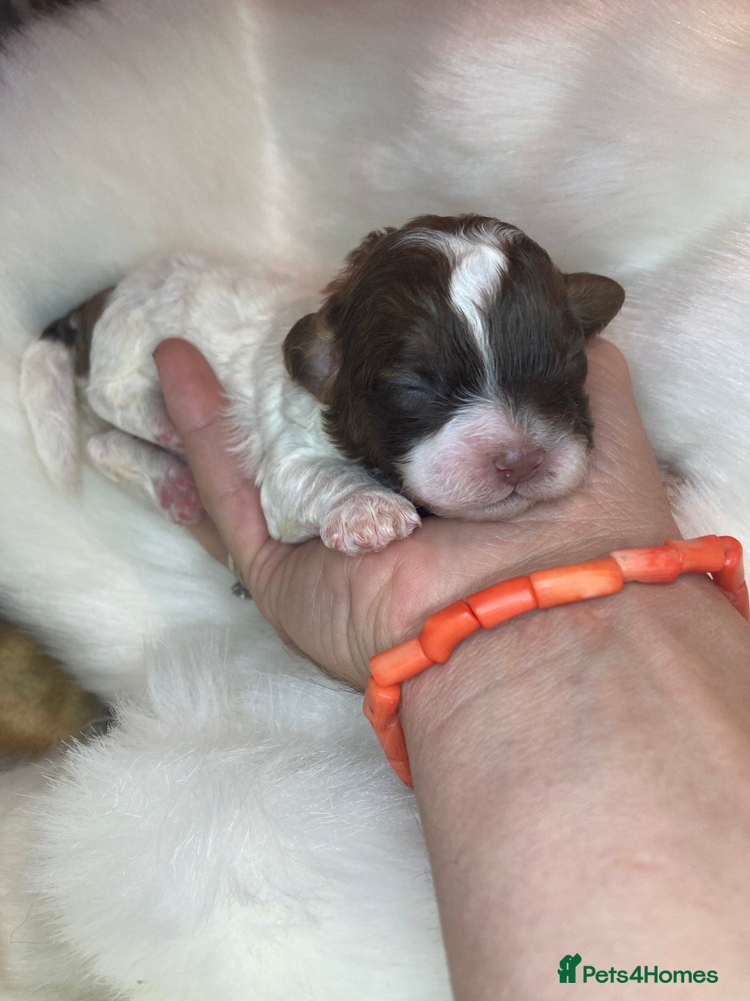 Shihpoo dogs for sale: 5 star rated Toy shihpoo puppies - Image 25