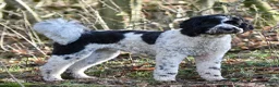 Double Doodle dogs for sale: One of the Original Labradoodle Breeders in the UK - Advert 10