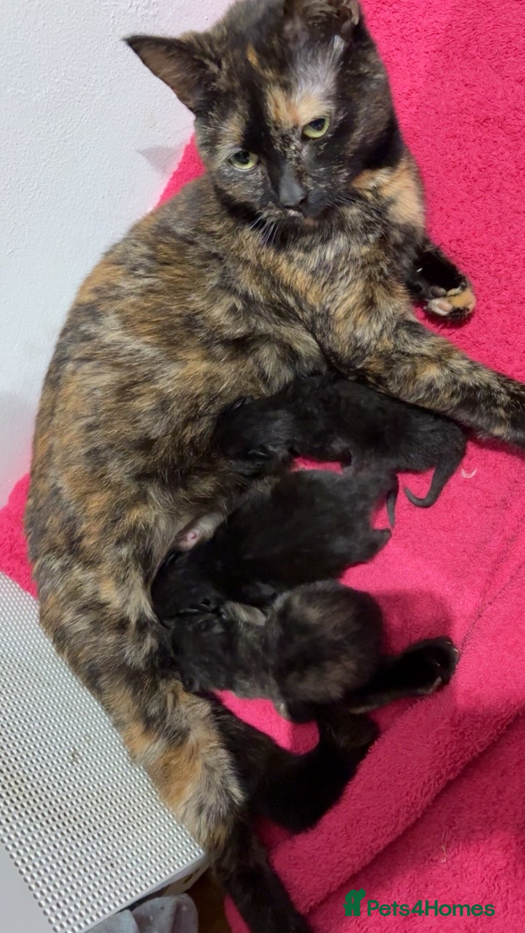 Mixed Breed cats for sale: 3 kittens 2 girls 1 boy  - Advert 5