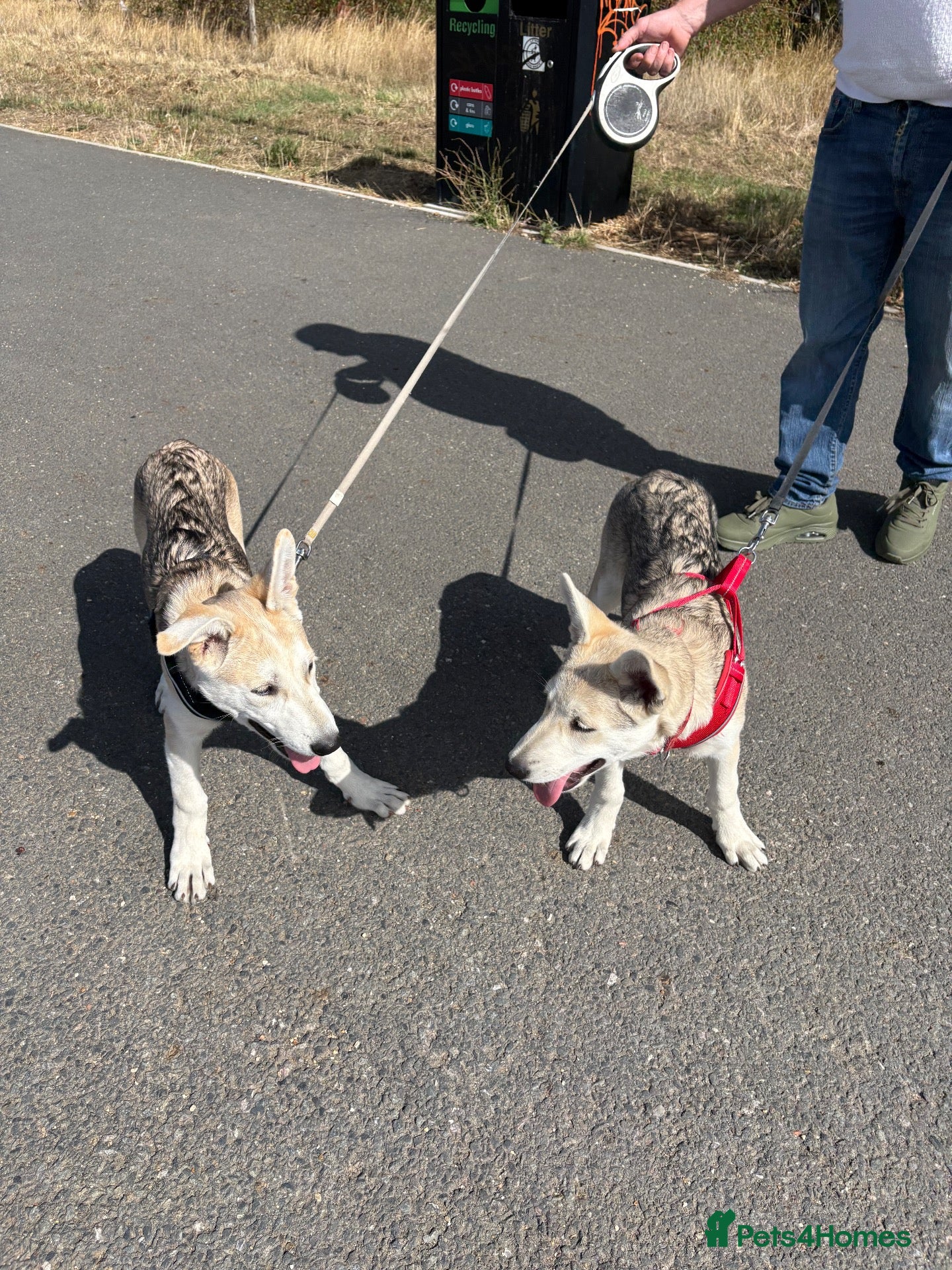 Mixed Breed dogs Low Content Wolfdog puppies  - Advert 6