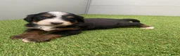 Bernedoodle dogs for sale: Beautiful Tri colour bernedoodle puppies  - Advert 20