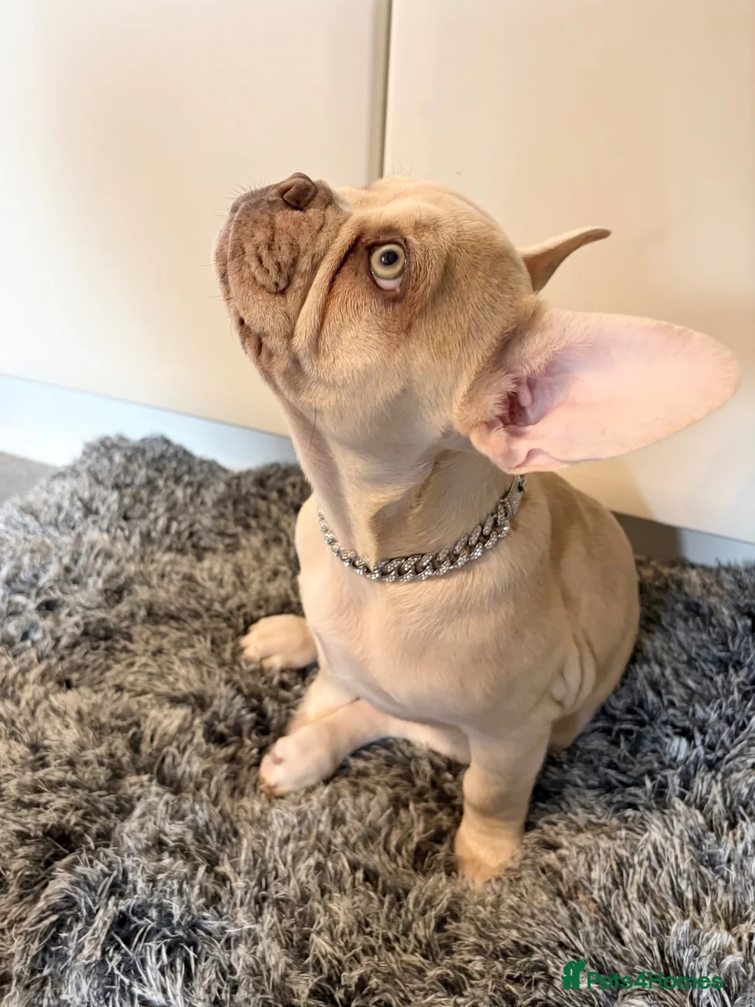 French Bulldog dogs for sale: Beautiful Platinum cryptic Merle French bulldog in Cambridge - Advert 2