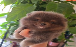 Pomeranian dogs for sale: READY NOW blue and chocolate tiny boy - Image 17