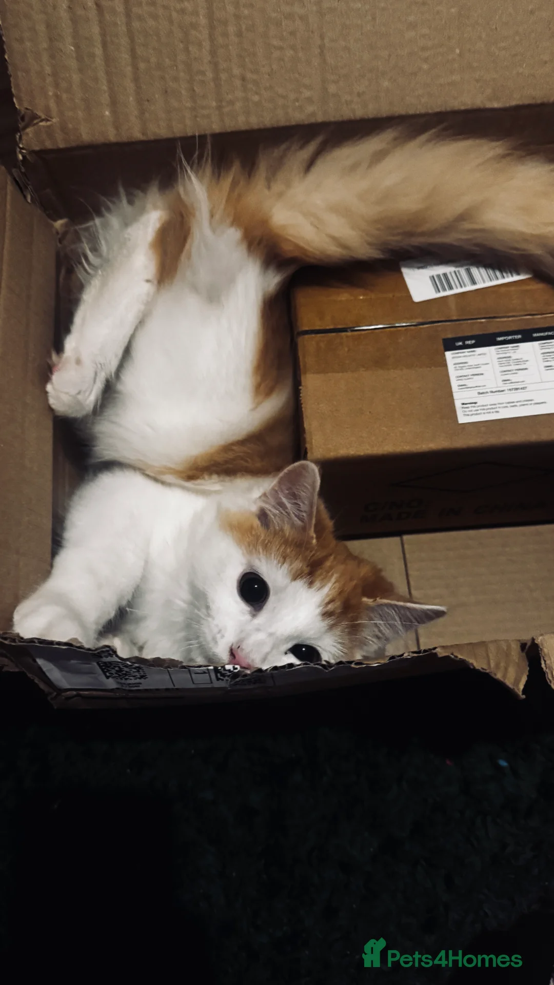 Mixed Breed cats for sale: Young male kitten looking for a loving home! - Advert 6