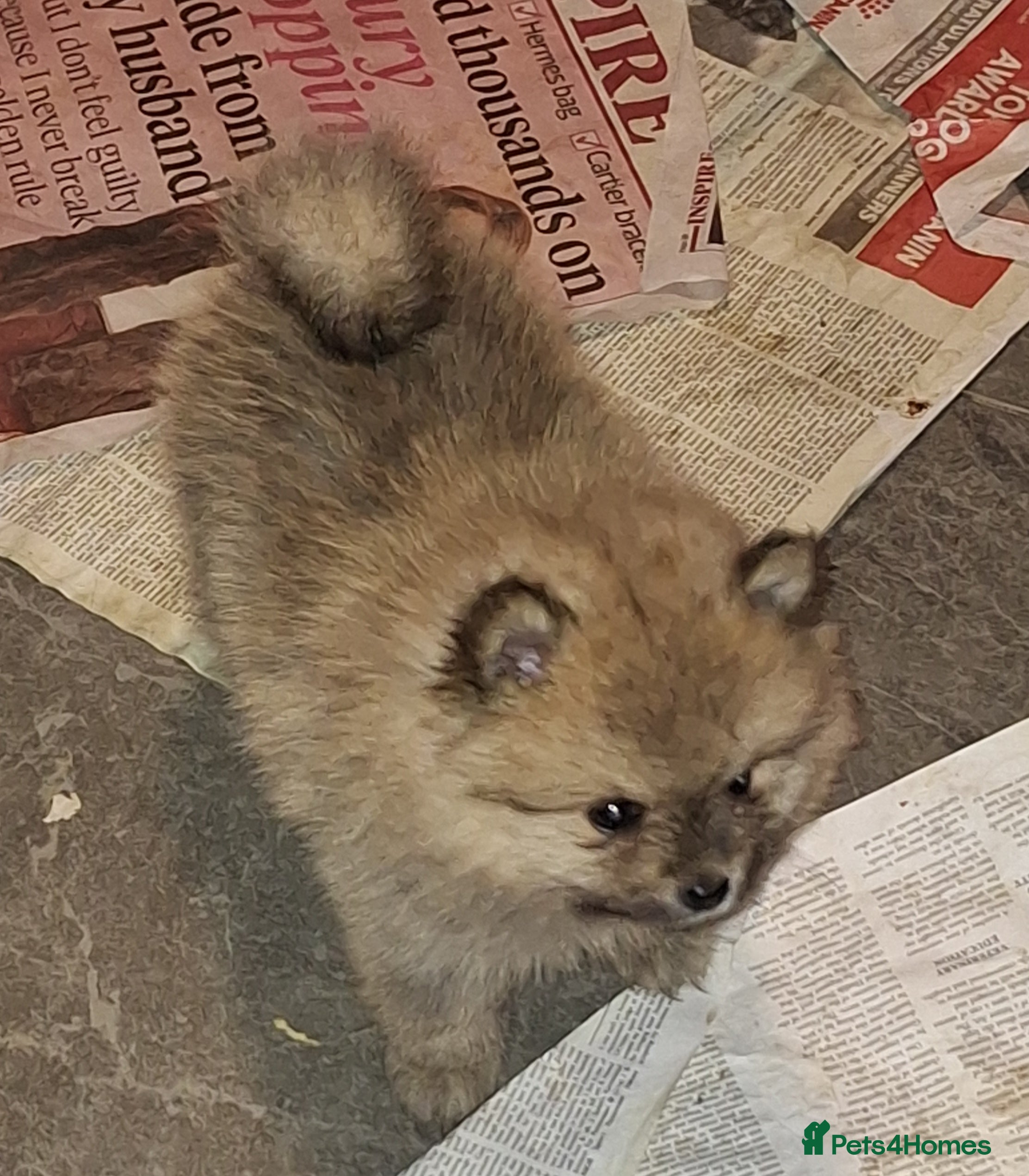 Pomeranian dogs Tiny Pomeranian Pups - Advert 15