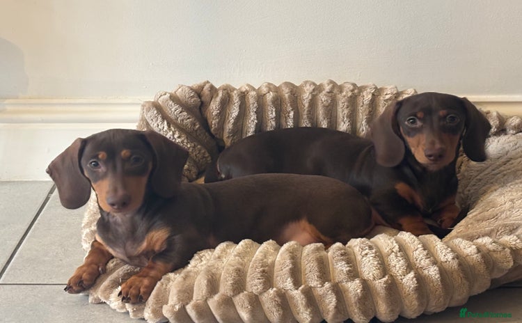 Miniature Dachshund dogs - Advert 3