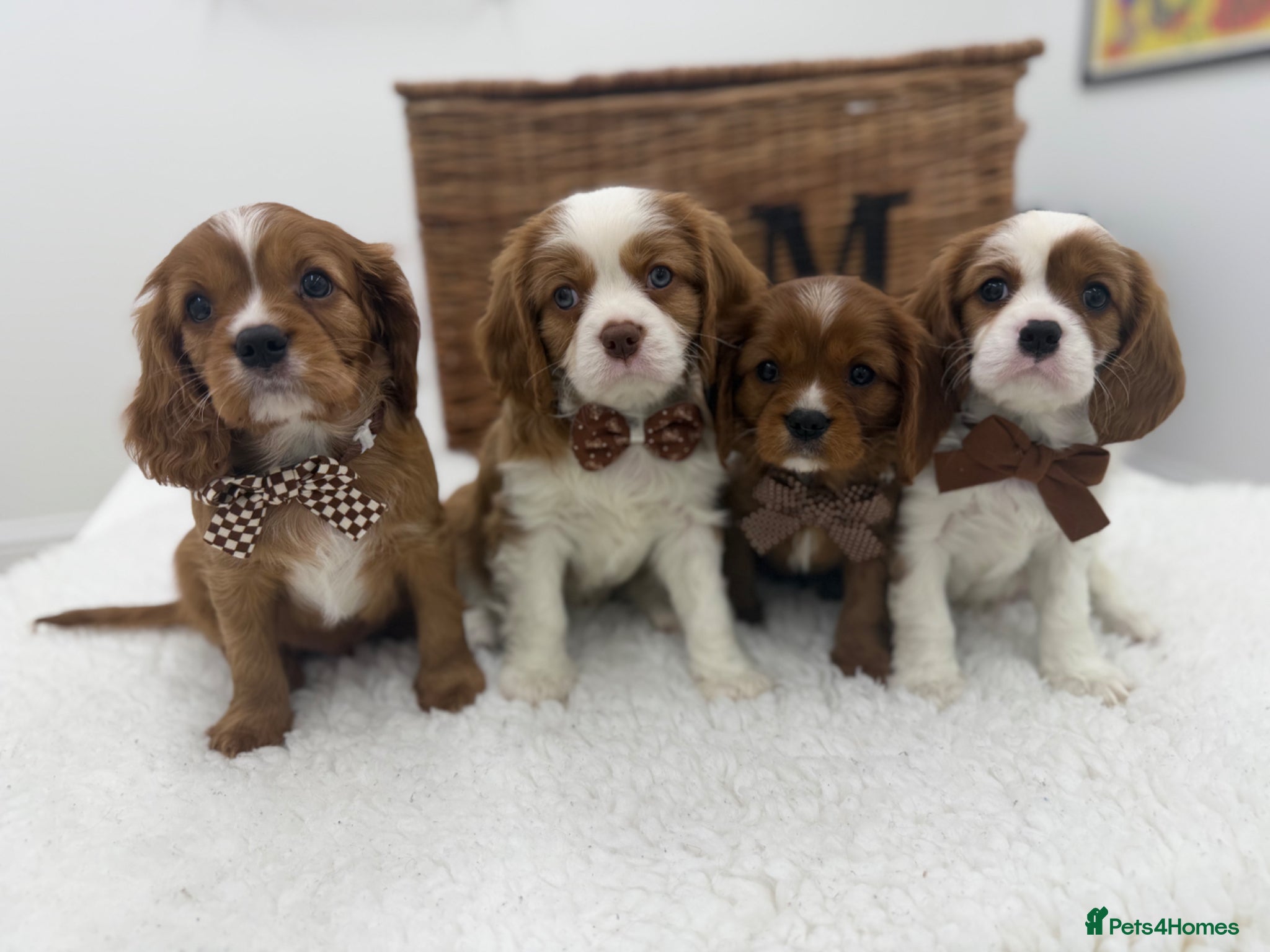 Cavalier King Charles Spaniel dogs E ** te**  Health Tested Bleinham/Ruby Cavaliers  - Advert 1