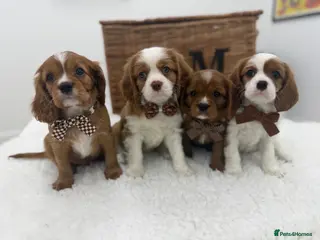 Cavalier King Charles Spaniel dogs E ** te** Health Tested Bleinham/Ruby Cavaliers - Advert 1