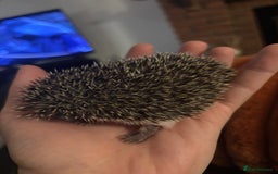 Pygmy Hedgehog rodents for sale: African Pygmy Hedgehogs  - Advert 6