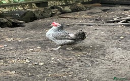 Chickens poultry for sale: FREE 2 month old Bantam cockerel. 3 layers £20 EAC - Image 3
