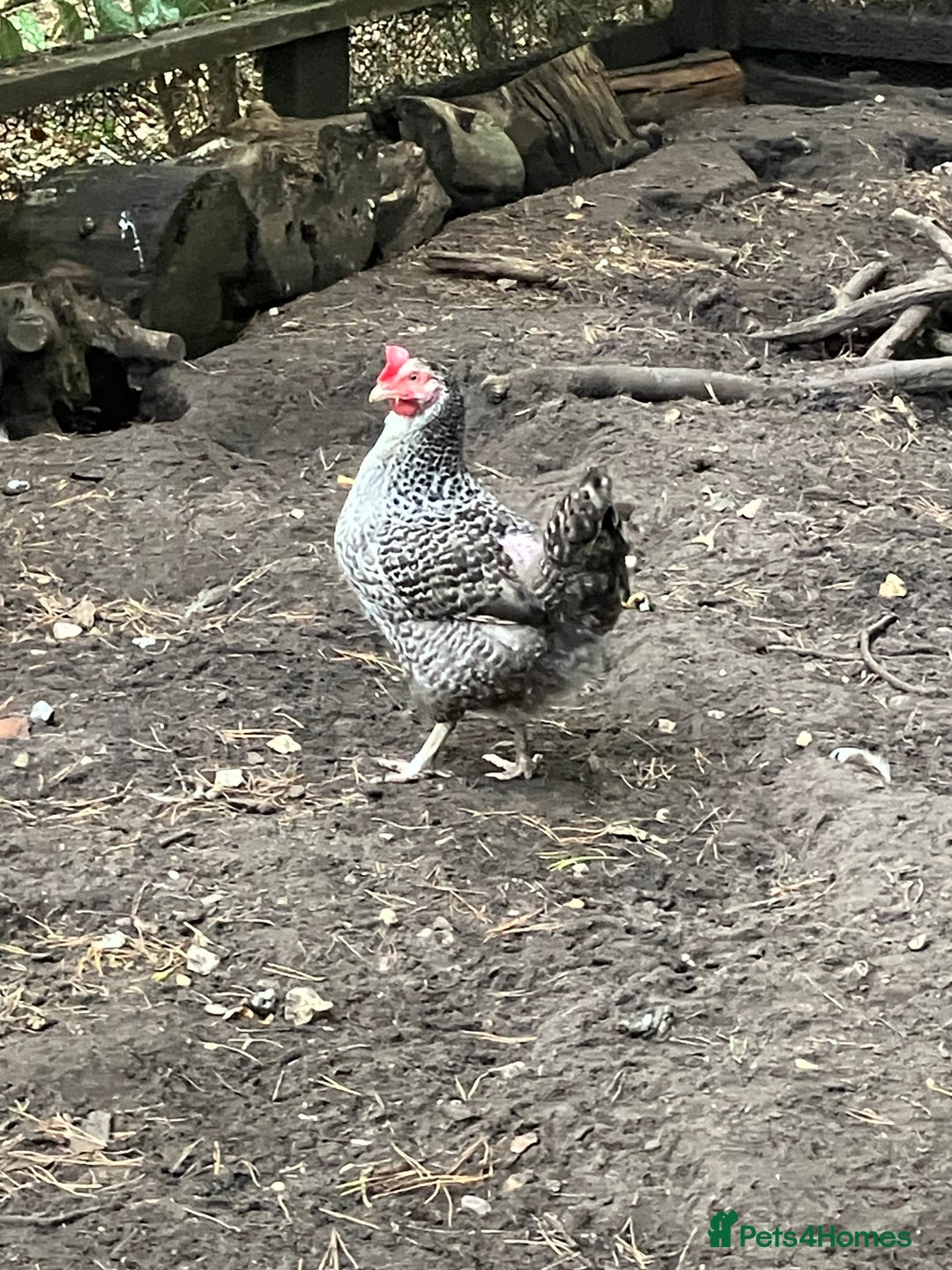 Chickens poultry for sale: FREE 2 month old Bantam cockerel. 3 layers £20 EAC - Image 3
