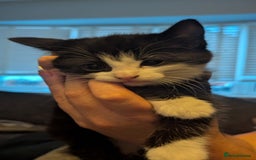 Mixed Breed cats for sale: **2 kittens left*** Beautiful litter - Image 7