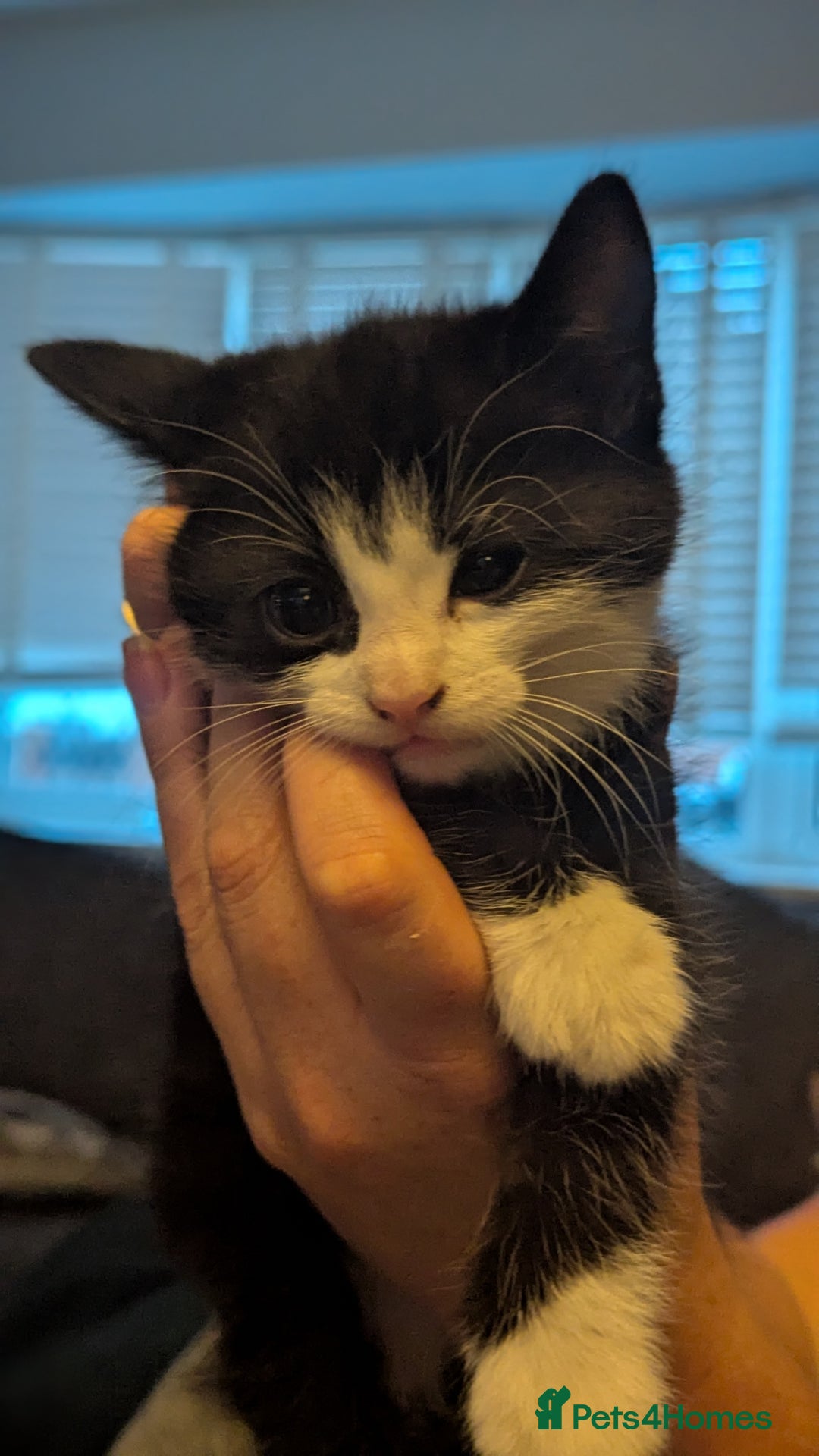 Mixed Breed cats for sale: **2 kittens left*** Beautiful litter - Image 7
