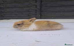 Lionhead rabbits for sale: Lionhead  - Image 6